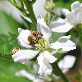 Honigbiene in Brombeerblüte