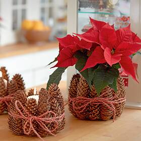 Fr die Katz: Kratzbaum im Kaktus-Look