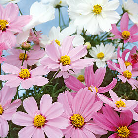 Schmuckkörbchen (Kosmeen) sind beliebte Bauerngartenblumen.