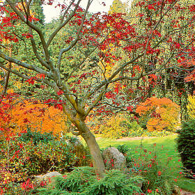 Bäume mit auffälliger Herbstfärbung (hier der Fächer-Ahorn in rot) versüßen uns den Abschied vom Sommer.