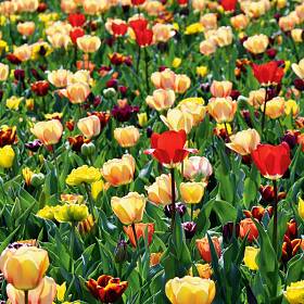 Je nach Art und Sorte blühen Tulpen von März bis Ende Mai.