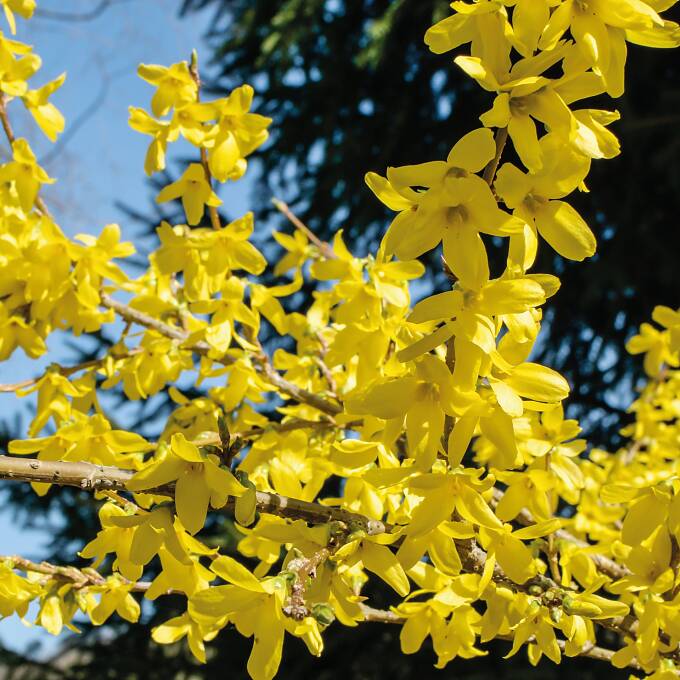 Forsythien werden alle drei Jahre direkt nach der Blüte ausgelichtet.
