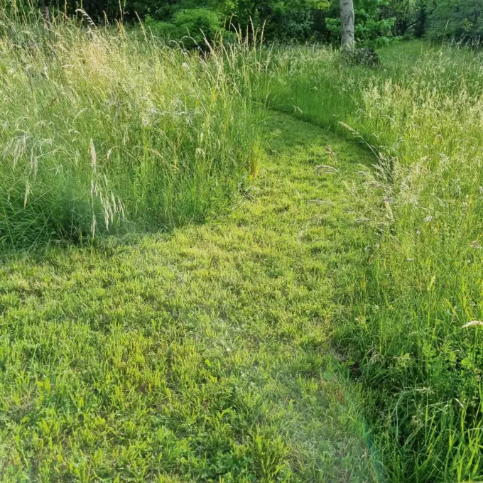 Rasen mähen: Ein grüner Weg strukturiert die Wiese.