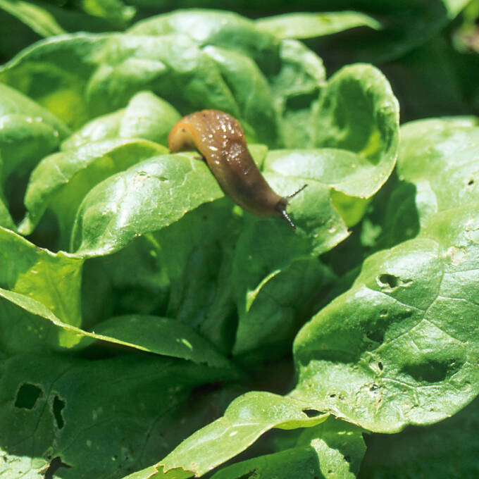 Lieblingsspeise von Schnecken: Salat