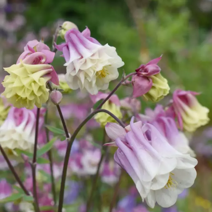 Akeleien (Aquilegia) verzaubern mit ihrer Farbvielfalt.