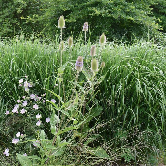 Gräser und Karde: ein schöner Anblick im Hochsommer