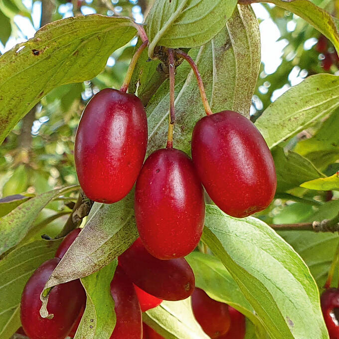 Obstgehölze für den Klimawandel Kornelkirsche (Cornus mas)