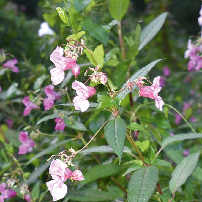 invasive Pflanzen Drüsiges Springkraut