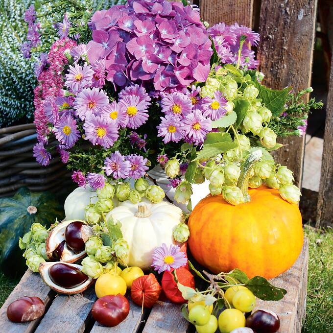 Ein herbstliches Arrangement mit Hortensien, Astern, Hopfen-Ähren, Kürbissen, Kastanien & Co.