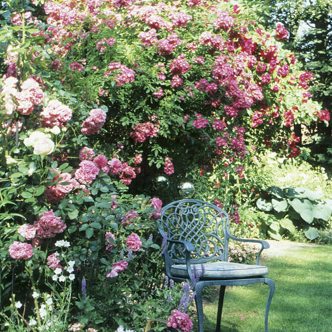 Herrlich: ein Sitzplatz unter Rosen!