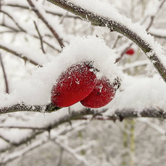 Im Winter sind Hagebutten ein bezaubernder Farbklecks im Garten.