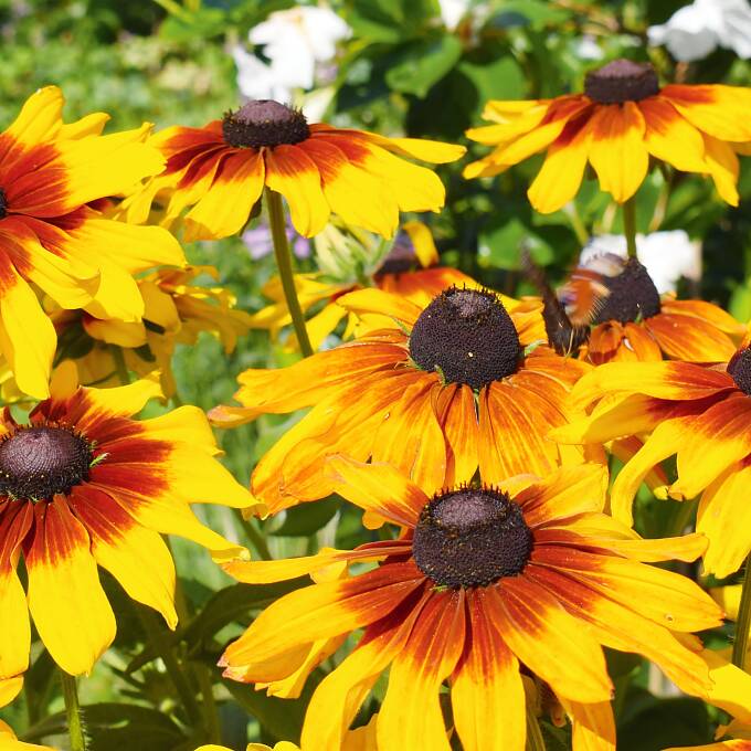 Garten November Schöner Blickfang im Beet: Rauer Sonnenhut