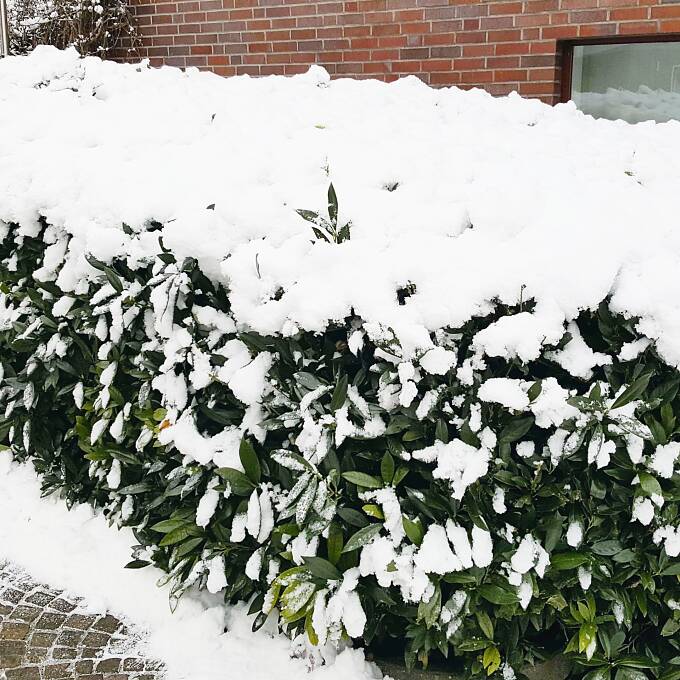 Unter schwerem Schnee können Zweige von immergrünen Pflanzen sehr schnell brechen – vorsichtiges Abschütteln schützt vor Astabbrüchen.
