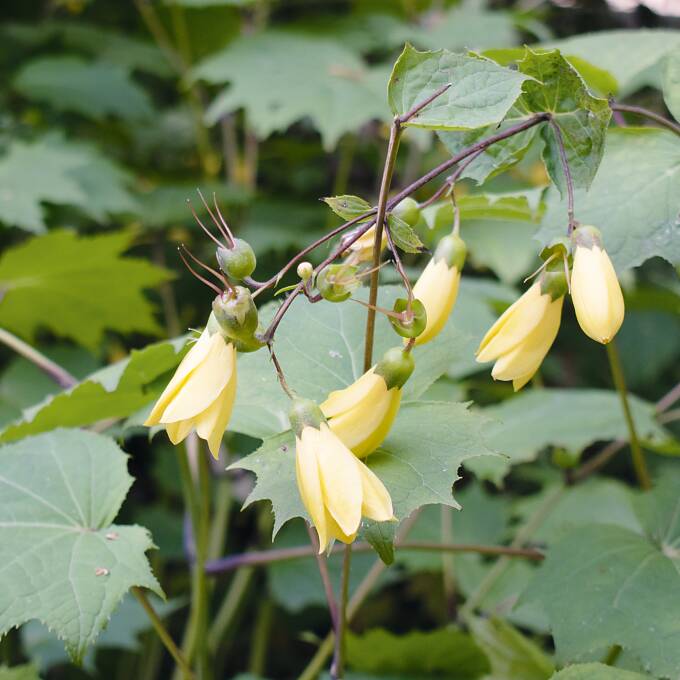 Die Wachsglocke ist eine eher seltene Schattenblume.