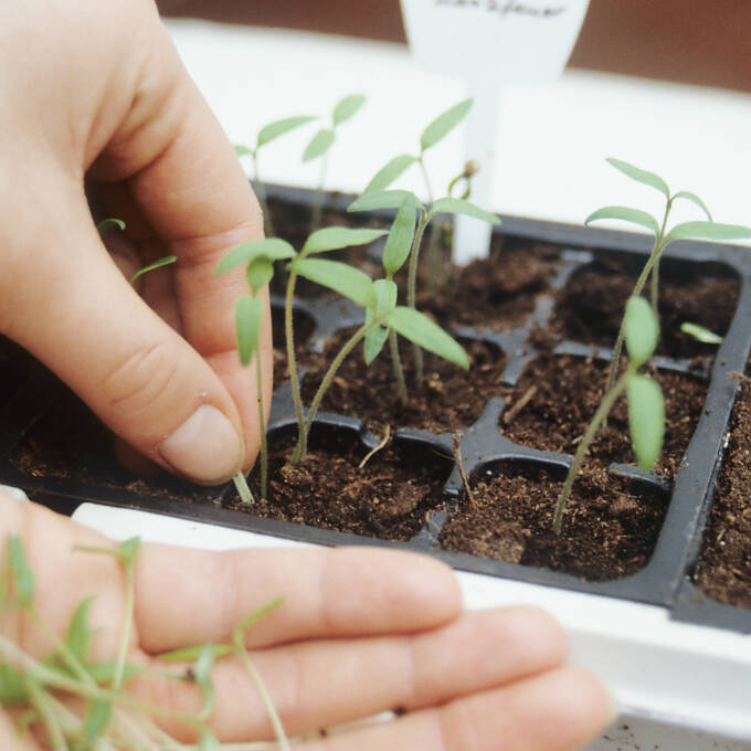 Nach der Keimung wichtig: vereinzeln.