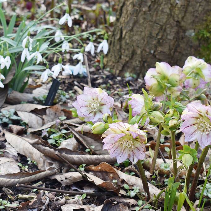Typische Vertreter mit ersten Blüten im Frühling sind Schneeglöckchen und Lenzrosen.