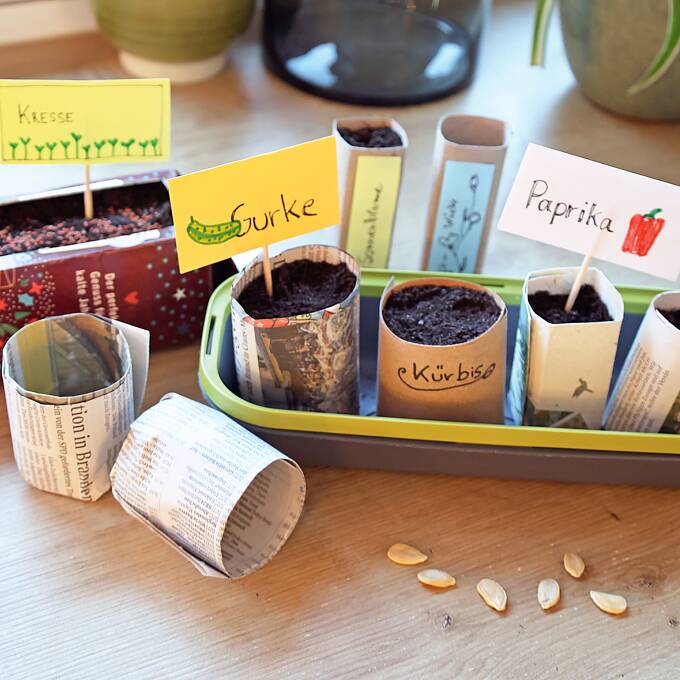 Tomaten- oder Kürbissamen werden einzeln oder zu zweit in Töpfe gesteckt. Kresse dagegen verteilt man flächig auf der Erdoberfläche.