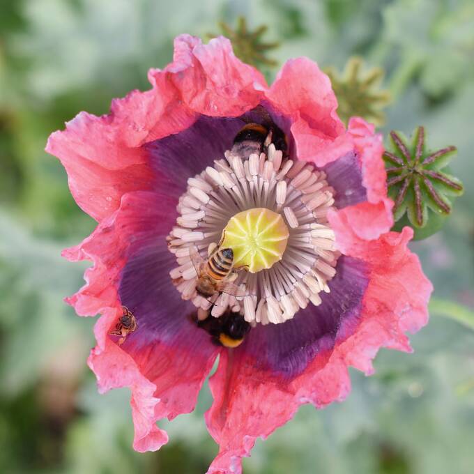 Mohnblumen, ob ein- oder mehrjährig, sind überaus beliebt in der Bienenwelt. Probieren Sie es aus!