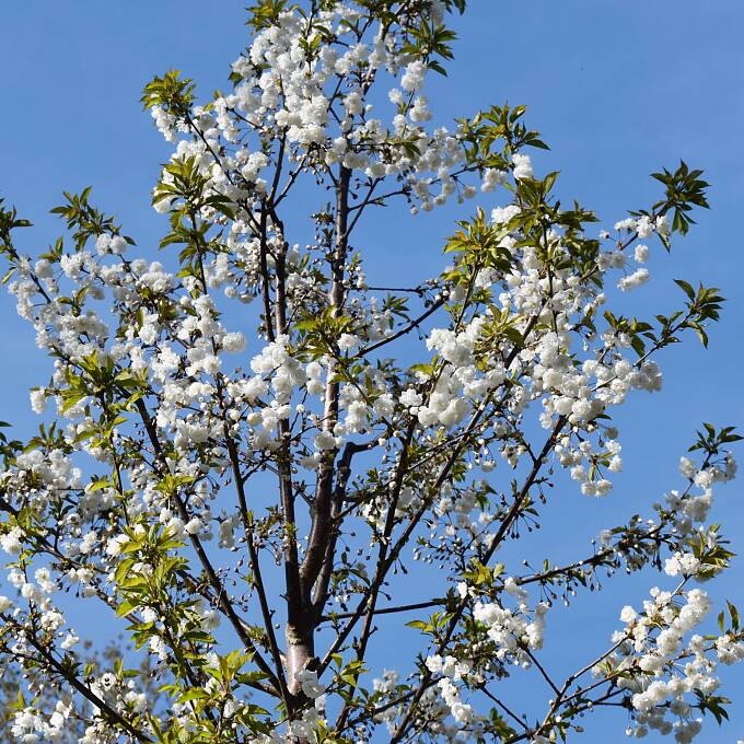 Gefüllt und weiß blühend: Die Zierkirsche (Prunus avium ‘Plena’) strahlt mit der Sonne um die Wette.