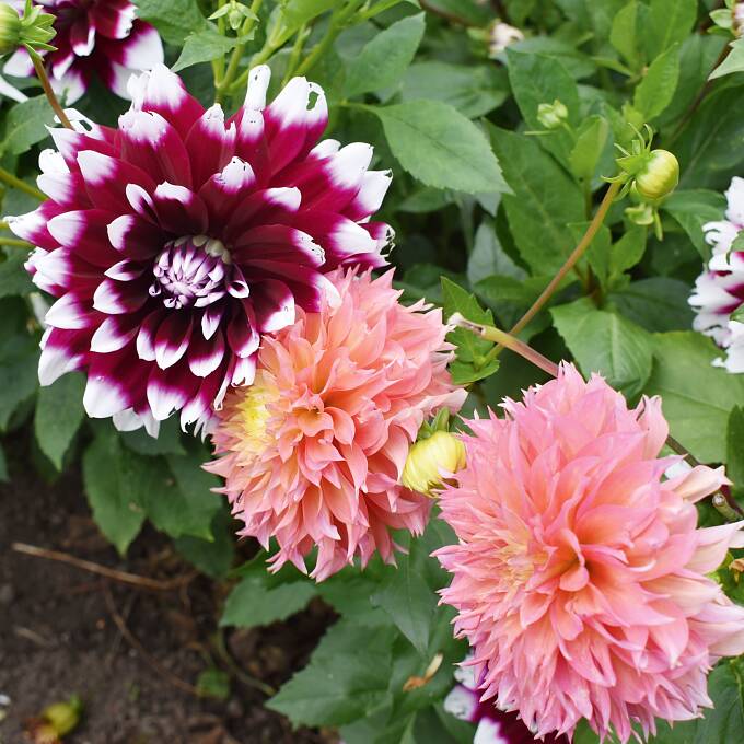 Dahlien sind farbenfrohe Spätsommerblüher.